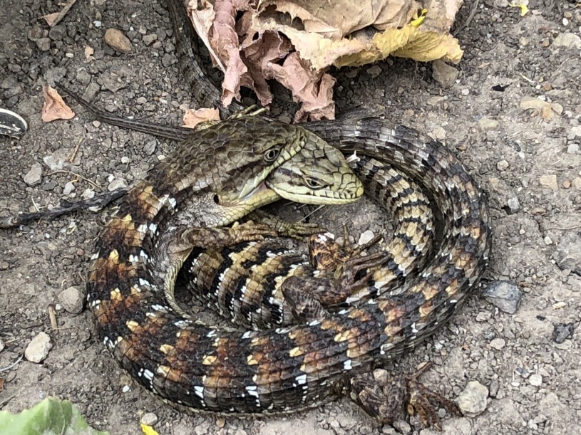 A pair of southern alligator lizards, male is biting female's head and neck
