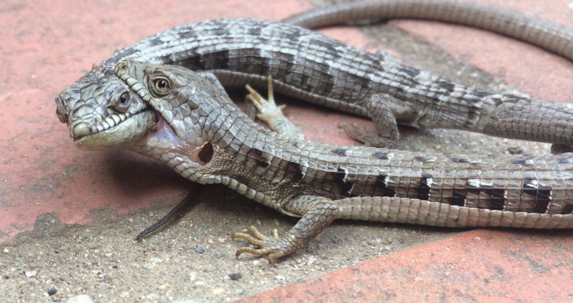 A pair of southern alligator lizards, male is biting female's head and neck