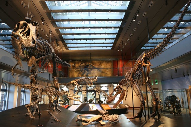 Image of fossils in Dino Hall exhibit.