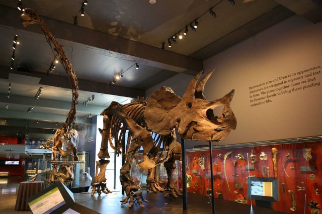 Image of The Dinosaur Hall.
