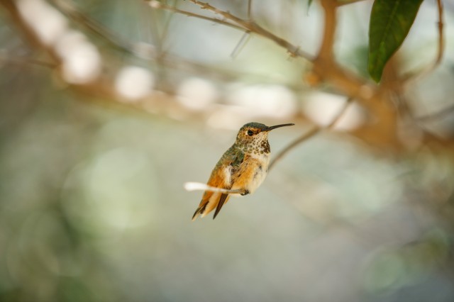 Hummingbird at rest on a branch