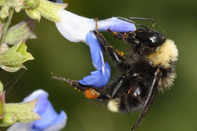 bee, pollen, pollination, blue flower
