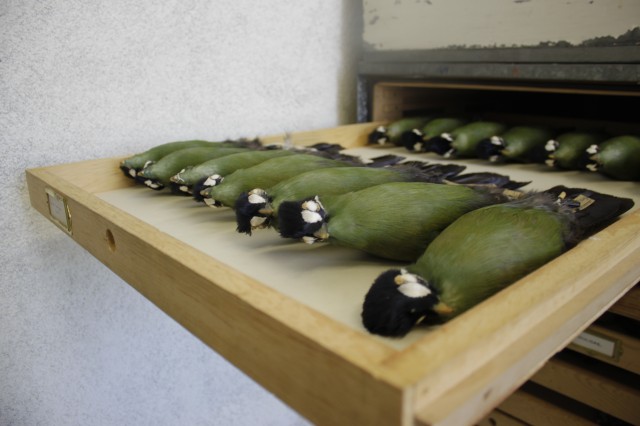 Turaco specimens in a drawer