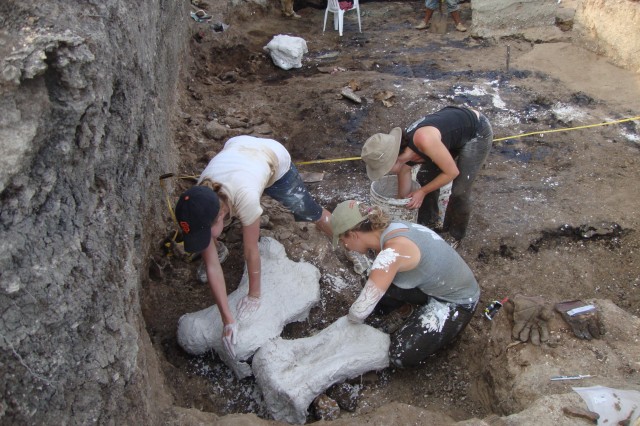 Students make protective plaster wrappings for asphalt-preserved giant sloth bones at the Tanque Loma tar pit locality in southwestern Ecuador.