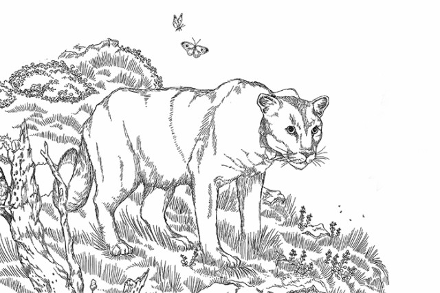 P-22 coloring pages inset image