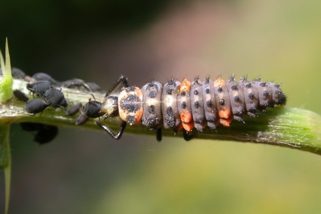Coccinella septempunctata (ladybug) larva