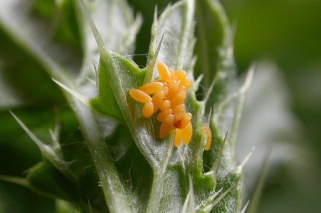 Coccinella septempunctata eggs on a leaf