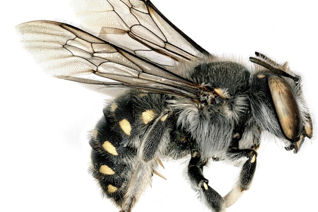 insect with 2 sets of see-through wings (back ones are smaller) and a skinny waist