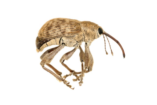 Brown insect with a hard-looking rounded outer shell