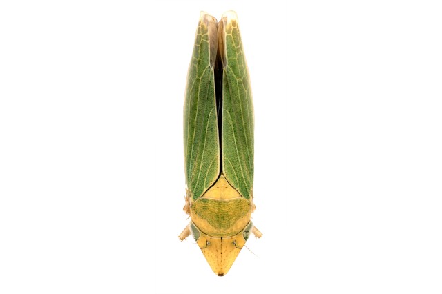 Wings are not see-through (on the outside at least) 3 body parts all look like one, no clear head 