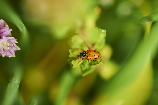 Image of ladybug resting on a plant