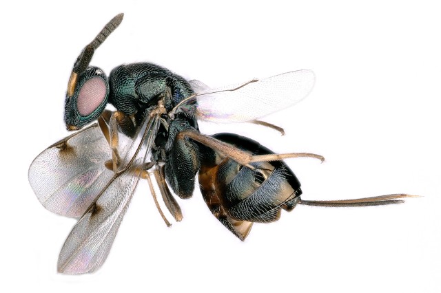 See-through wings Big eyes with a geometric pattern, tiny antennas, large/noticeable mouthparts