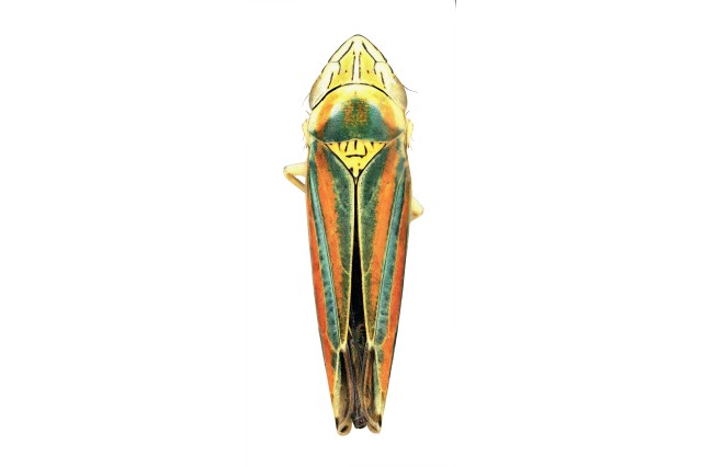 Orange and green insect with outer wings not see-through  3 body parts all look like one, no clear head 