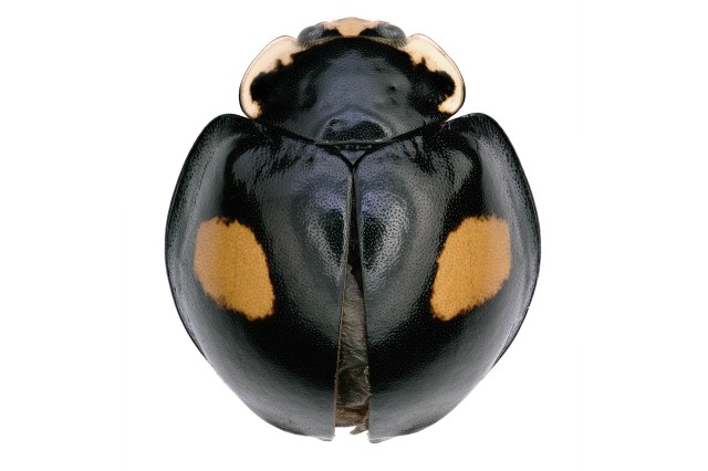 insect with hard rounded outer shell covering wings, Line down center