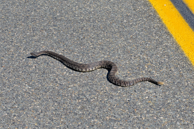 Rattle Snake Crossing the Road