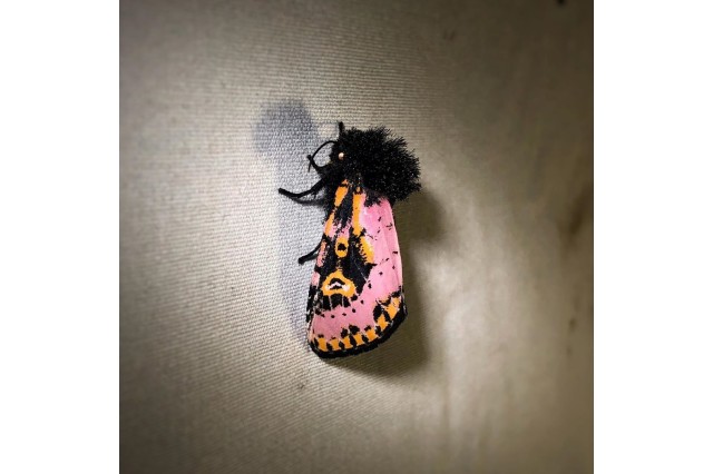 Spanish moth (Xanthopastis regnatrix), Florida. 