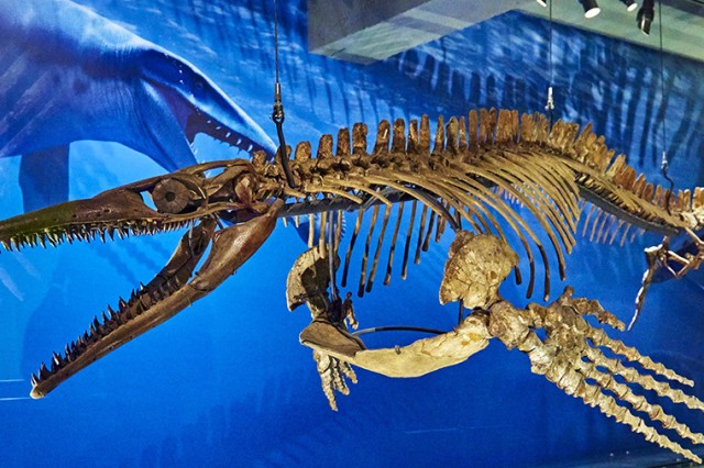 mosasaur skeleton in dinosaur hall