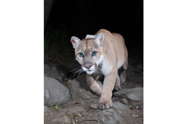 P-22 from camera trap