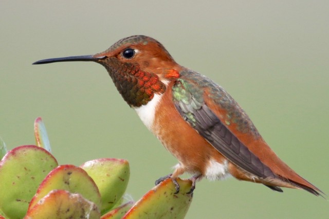 allens hummingbird © iNat_abcdefgewing