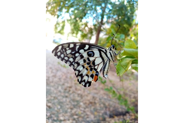 Lime Swallowtail (Papilio demoleus) observed in Santo Domingo, Dominican Republic by rhbastardo