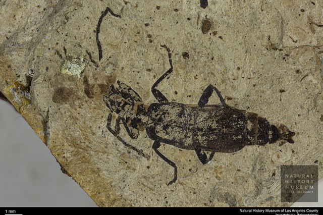 fossilized beetle in NHM collections