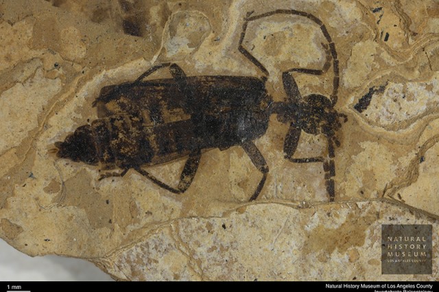 fossilized beetle in NHM collections