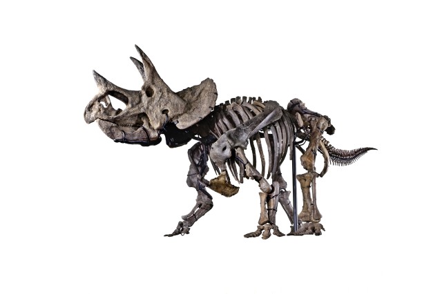 Triceratops skeleton