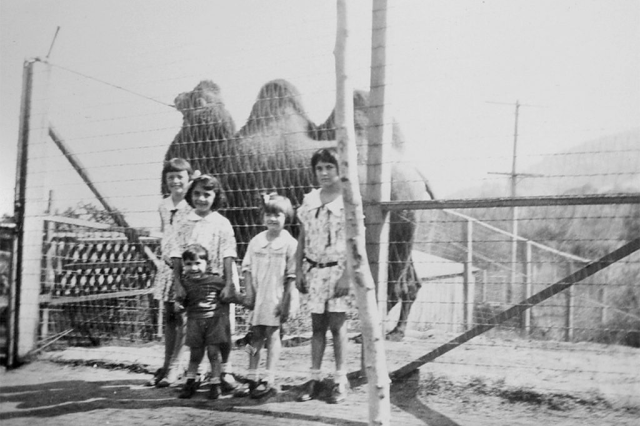 One of the original bactrian camels at the Griffith Park Zoo in the 1930’s. 