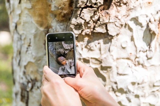 photo of person&#039;s hand using a phone to photograph a snail on a tree