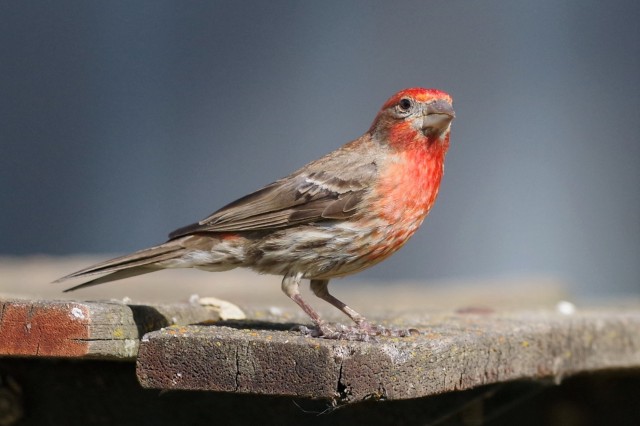 brighter_red_house_finch_inat_kathlinsimpkins