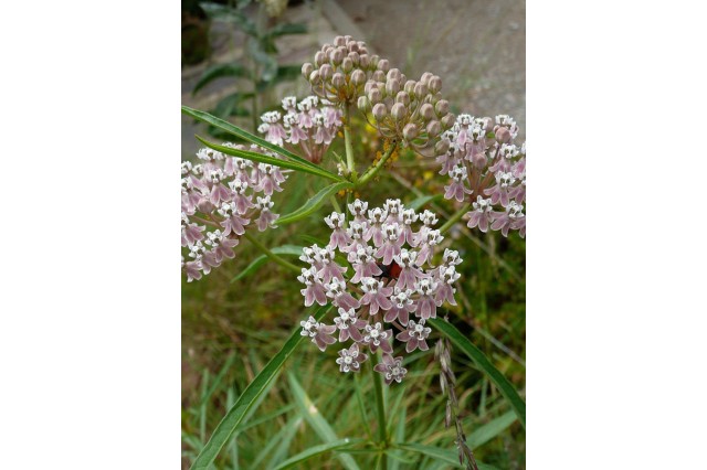 Clusters of light pink narrowleaf milkweed flowers.