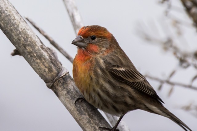 orange_reddy_house_finch_inat_lyneisfilm