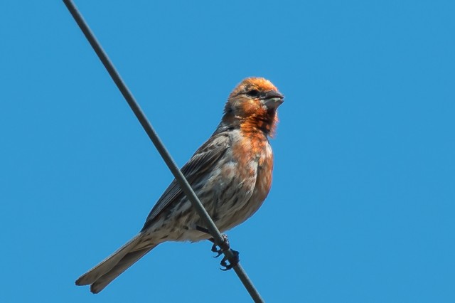 orangey_house_finch_inat_lyneisfilm