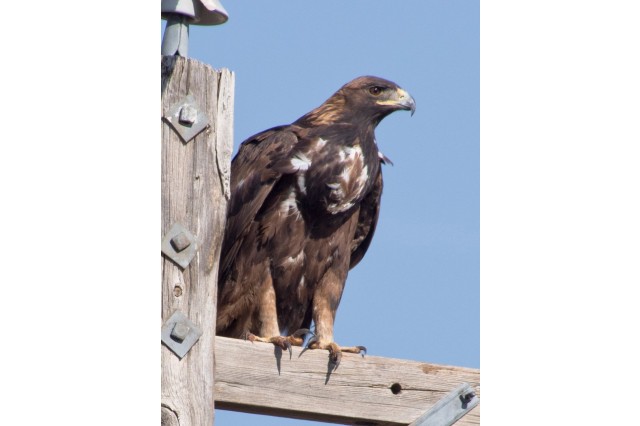 Golden eagle perched on power pole