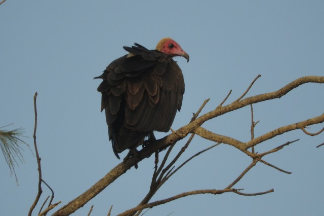 hooded vulture perched on a tree branch