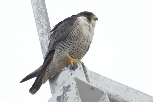 Peregrine falcon perched on wooden thing