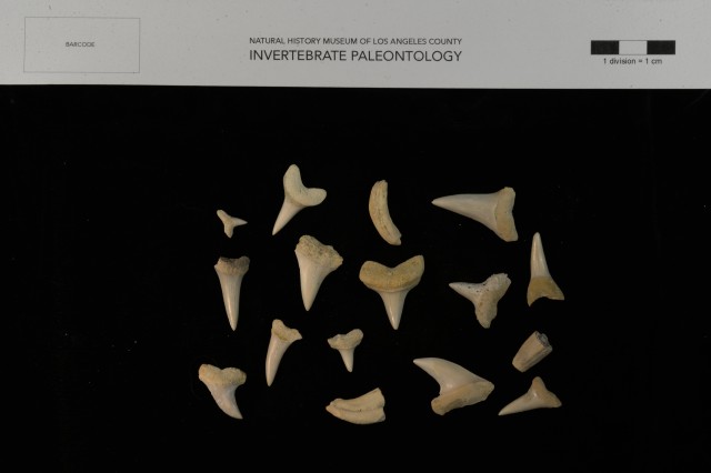 Shark Teeth Miocene 