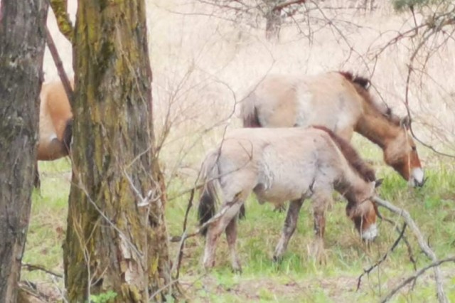 Przewalski&#039;s Horse. Ivankivs&#039;kyi, Ukraine.