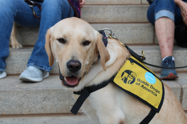 Guide Dogs of America at NHM