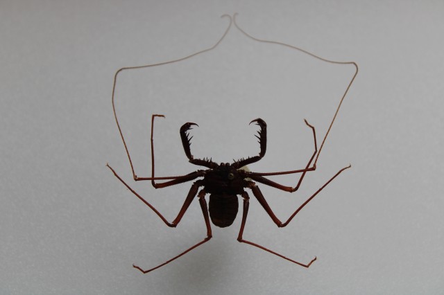 Jordu Schell Spider Scorpion