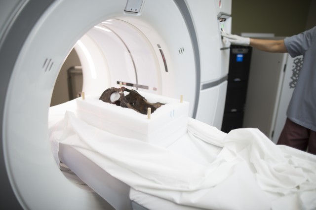 Saber-toothed cat hip being put into a CT scanning machine