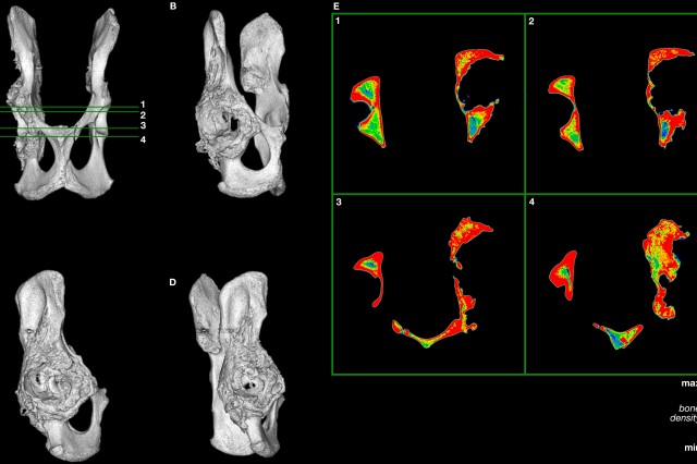 A CT scan and 3D recreation of a pathological saber-toothed cat hip