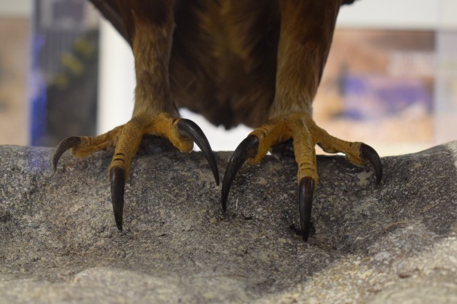 close up photo of eagle claws