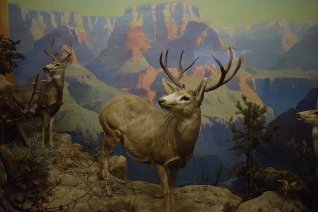 mule deer in diorama 