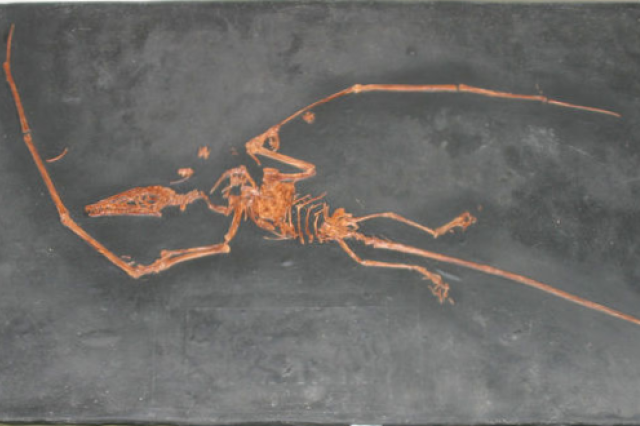 fossil slab of flying reptile 