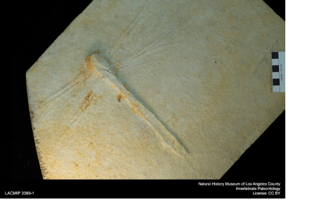 compression fossil of dragonfly