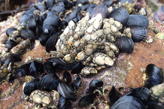 barnacles and mussels