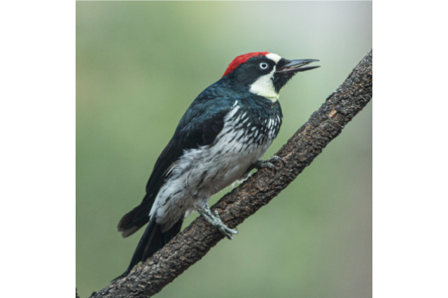 Acorn Woodpecker