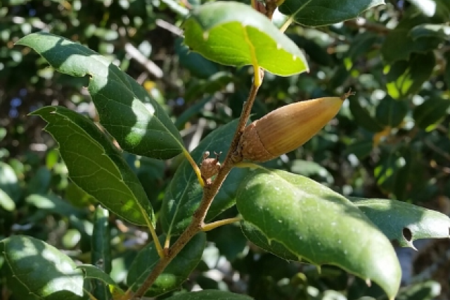 Coast live oak