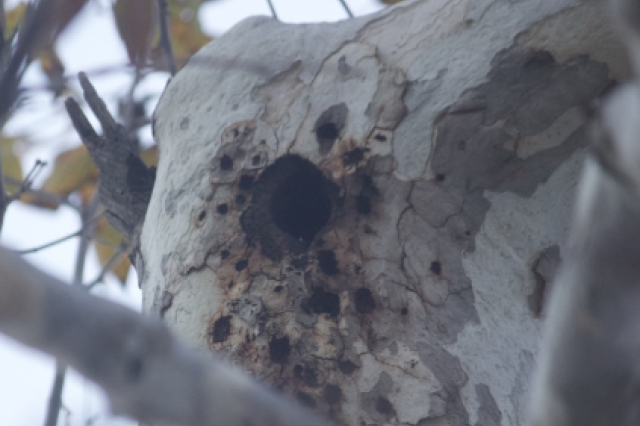 Woodpecker Granary